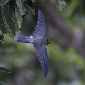 Salangane de Christmas