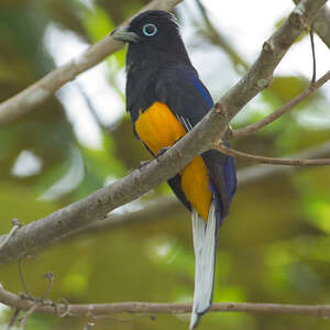 Trogon de Sclater