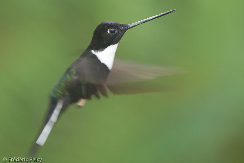 Collared Incaadult