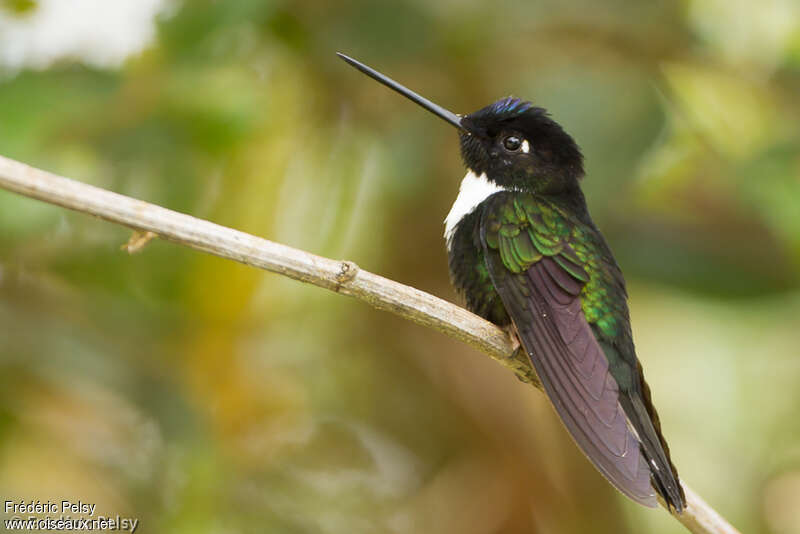 Collared Inca male adult, identification