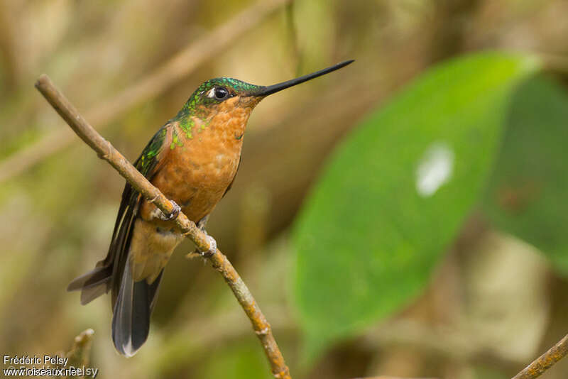 White-tailed Starfrontlet female adult