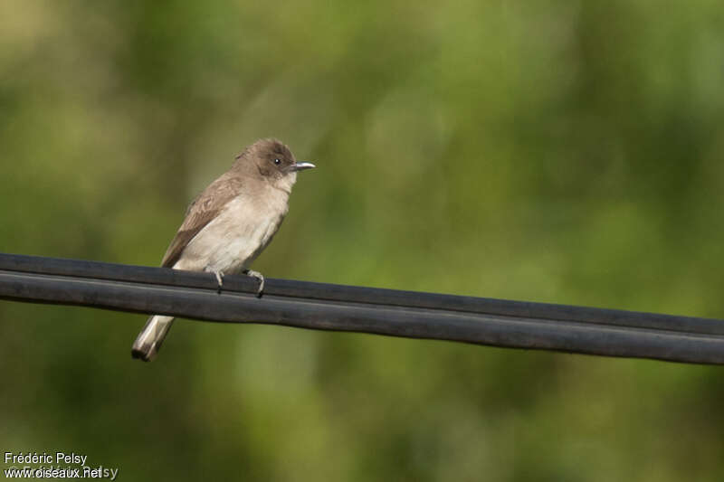 Brown-backed Honeybirdadult, pigmentation, Behaviour