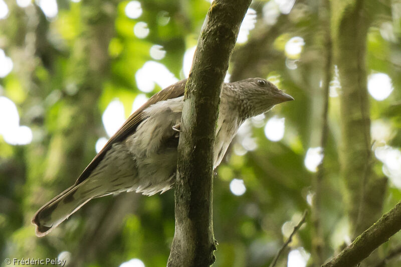 Scaly-throated Honeyguideadult