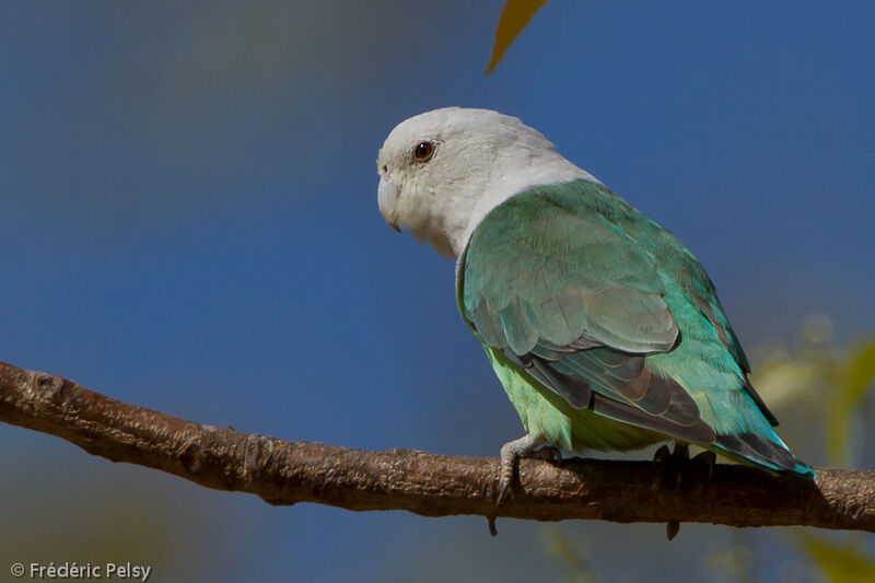 Grey-headed Lovebird