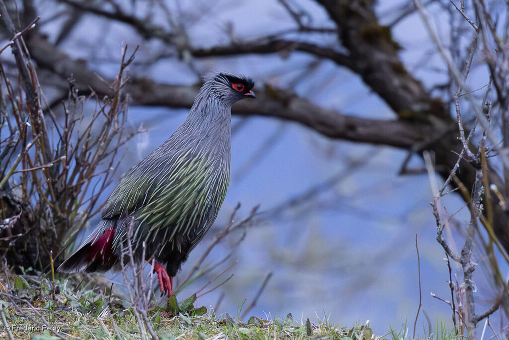 Ithagine ensanglantée mâle