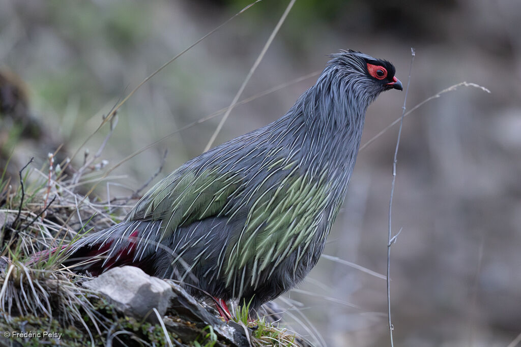 Ithagine ensanglantée mâle