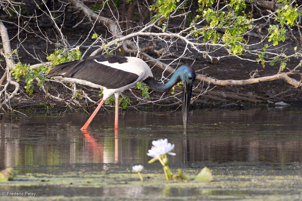 Jabiru d'Asie