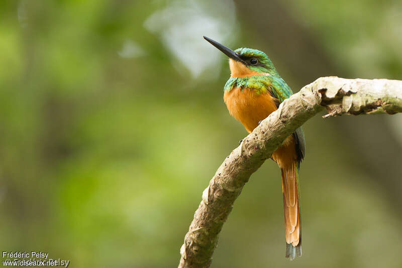 Jacamar à queue rousse femelle adulte, identification