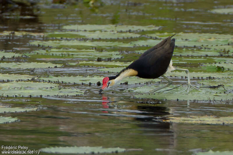 Comb-crested Jacanaadult, eats