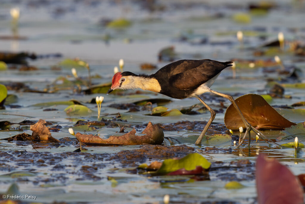 Jacana à crête