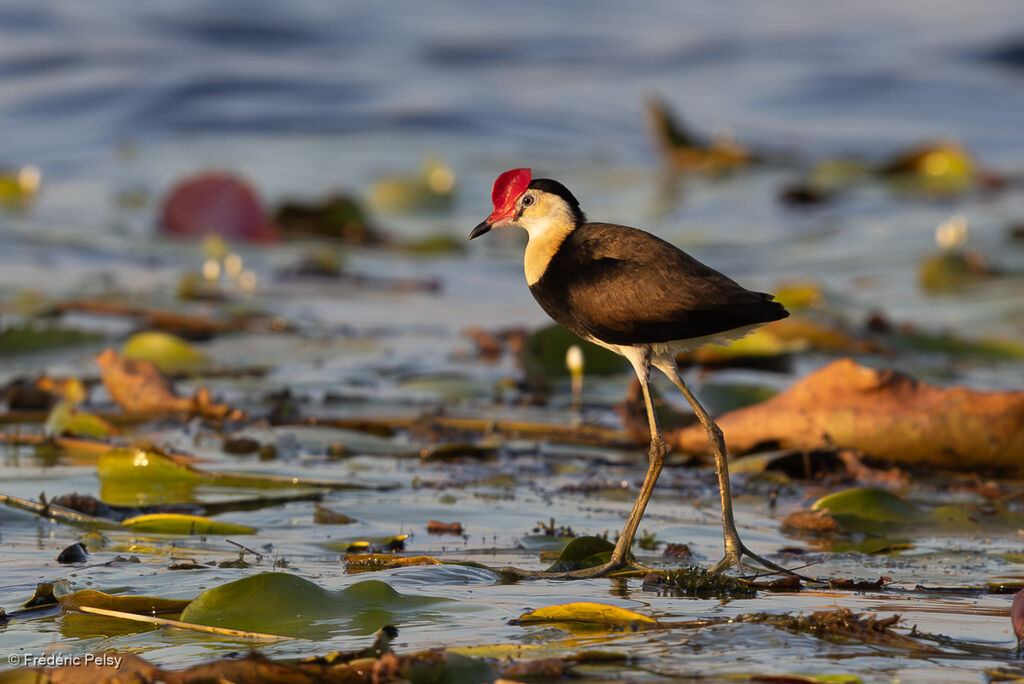 Jacana à crête