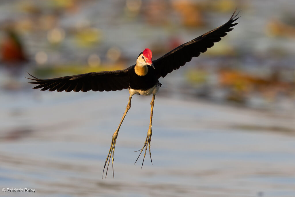 Jacana à crête