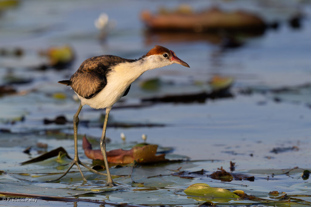 Jacana à crête