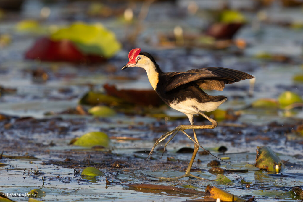 Jacana à crêteadulte