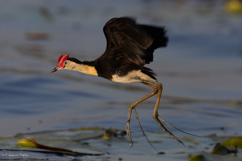 Jacana à crêteadulte, Vol