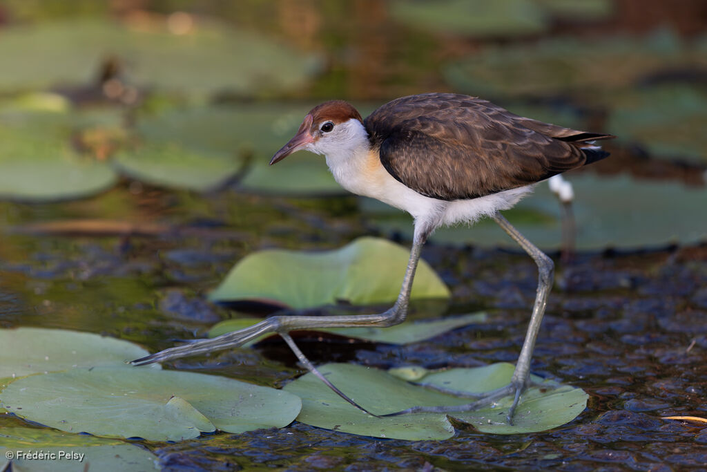 Jacana à crêteimmature