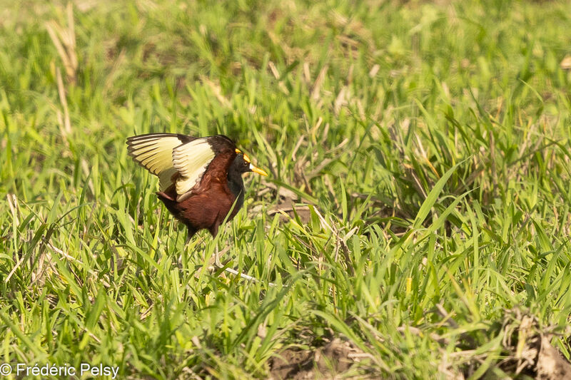 Northern Jacana