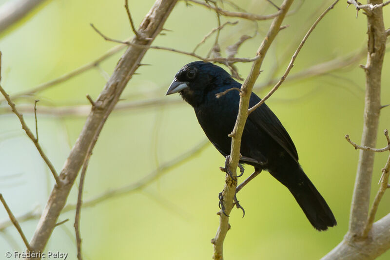 Blue-black Grassquit male adult