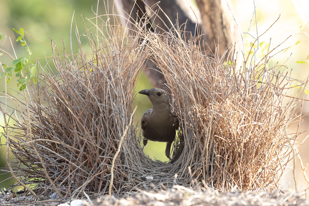 Jardinier à nuque roseadulte