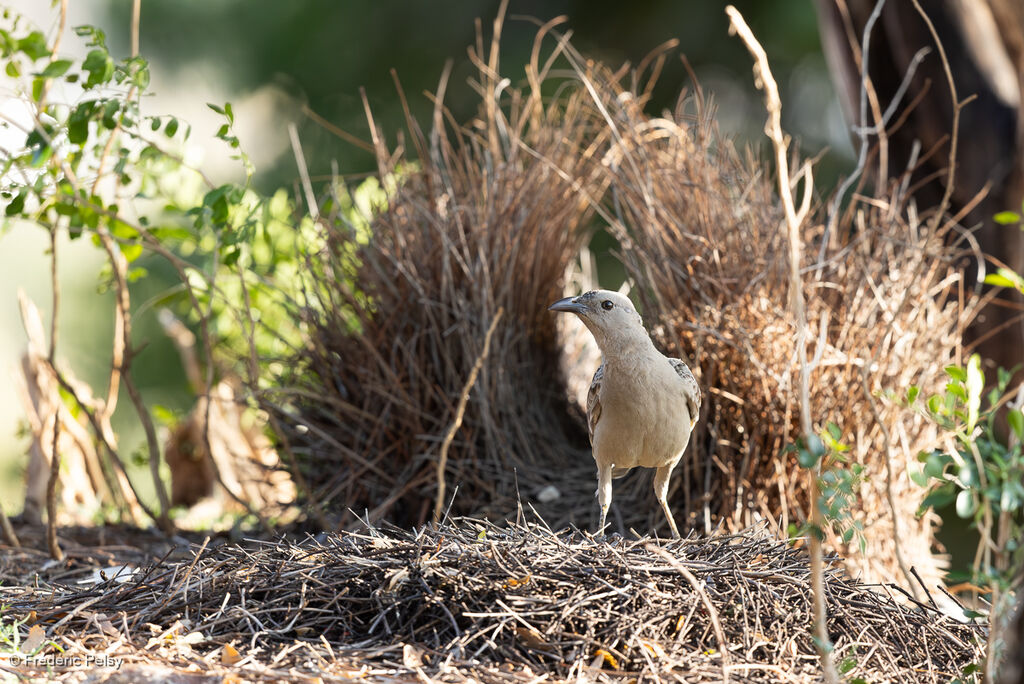 Jardinier à nuque rose