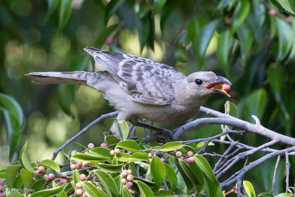 Jardinier à nuque rose, mange