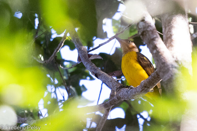 Masked Bowerbird male immature