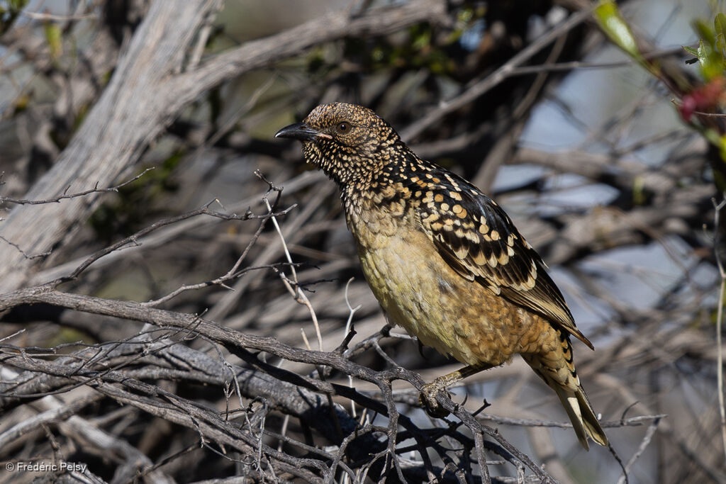 Western Bowerbird