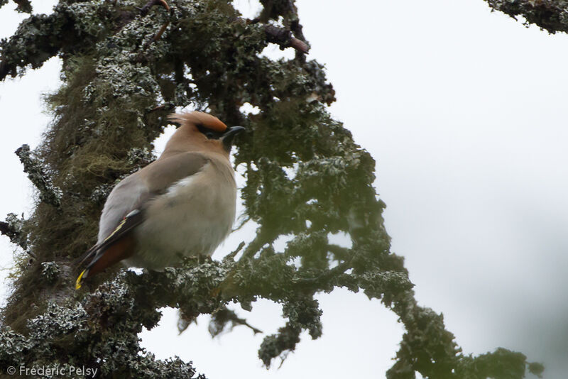 Bohemian Waxwing female adult