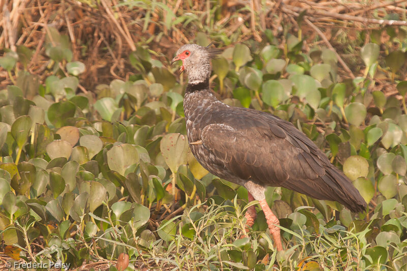 Southern Screameradult