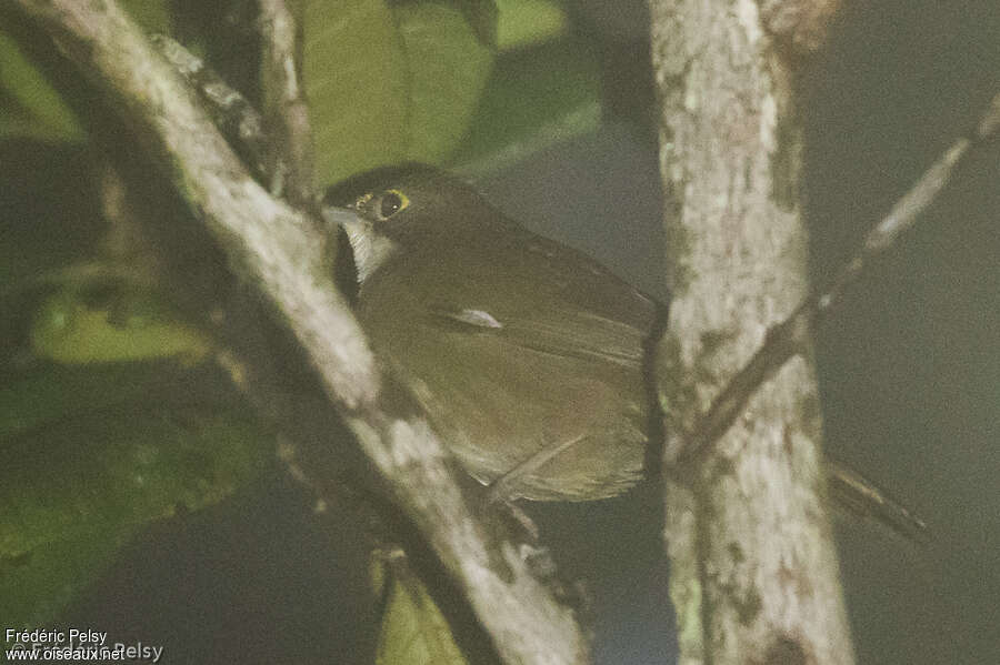Konichon dominicain