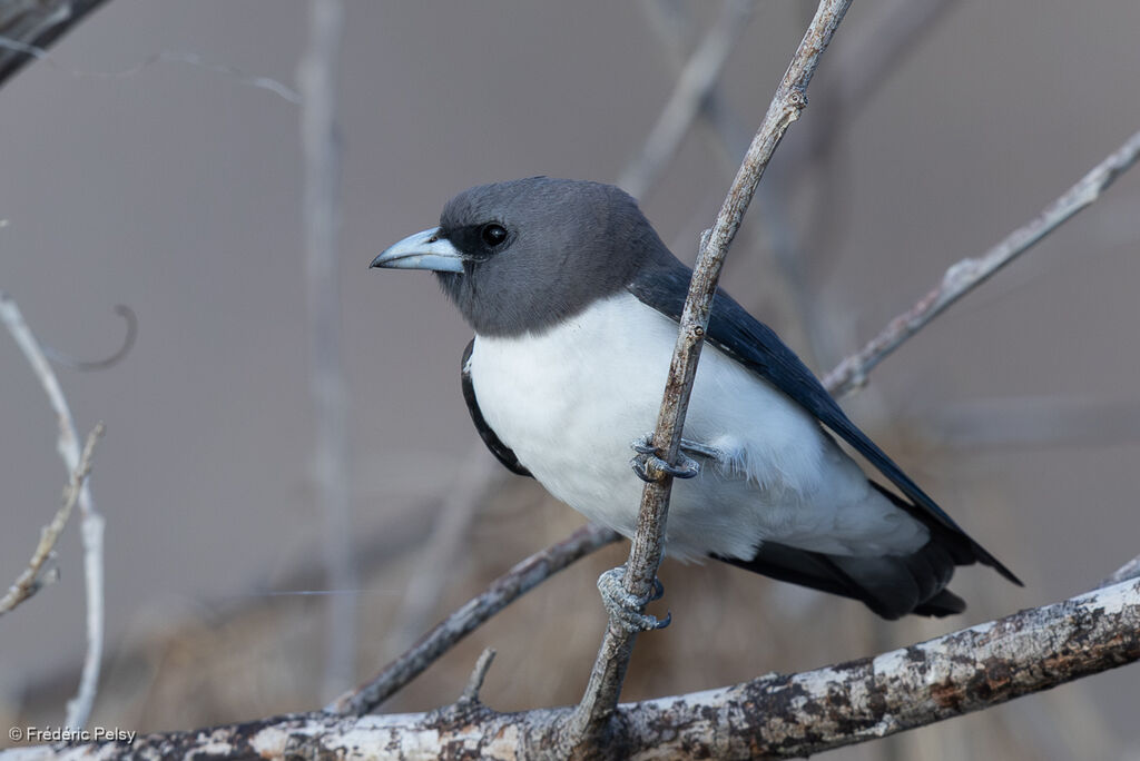 Langrayen à ventre blanc