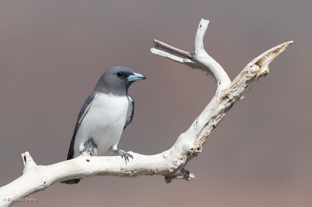 Langrayen à ventre blancadulte