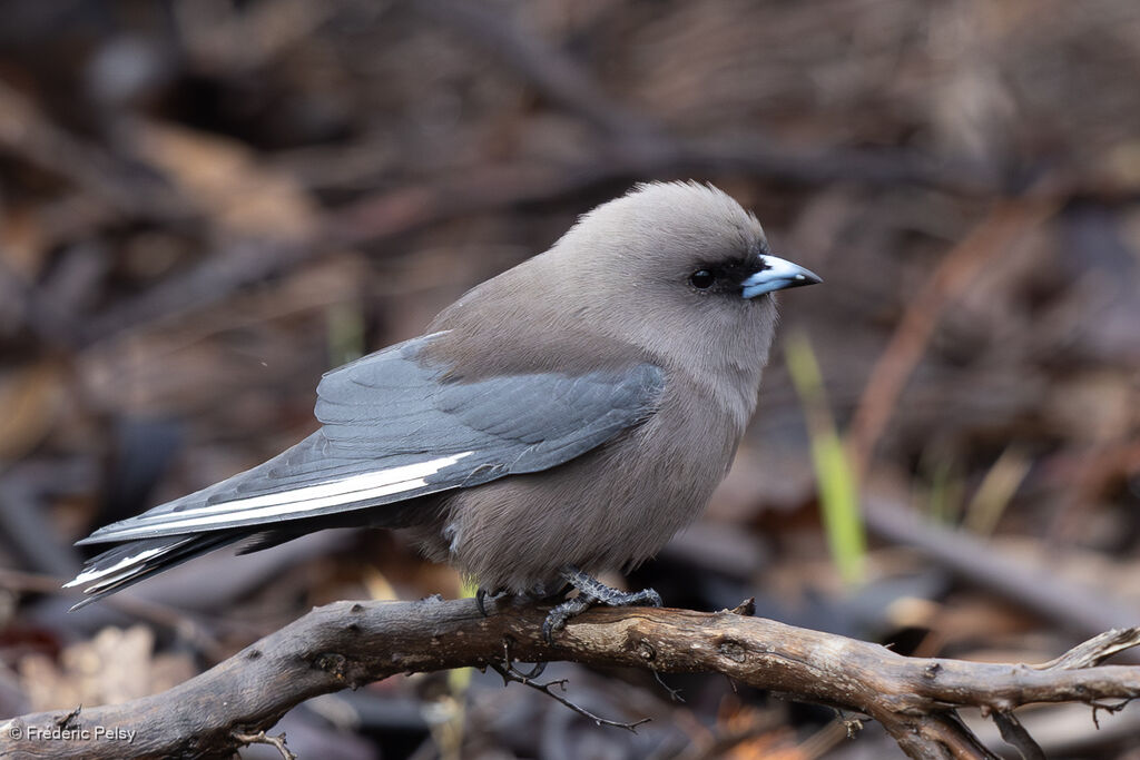 Dusky Woodswallowadult