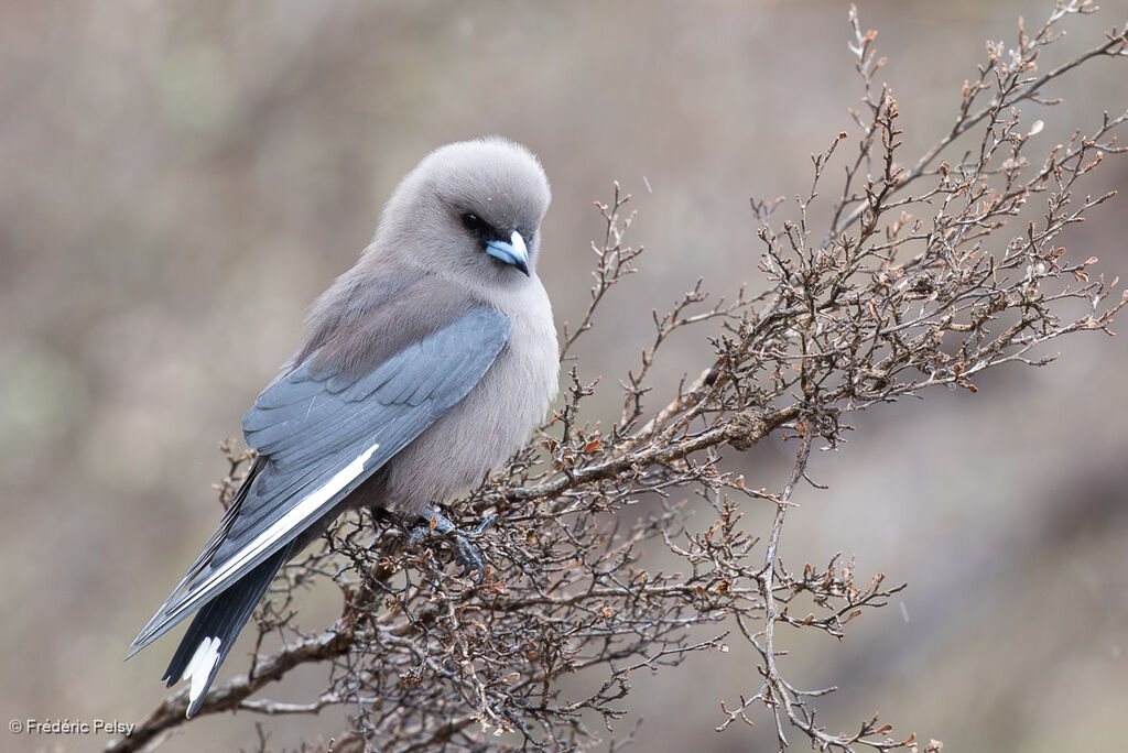 Dusky Woodswallowadult