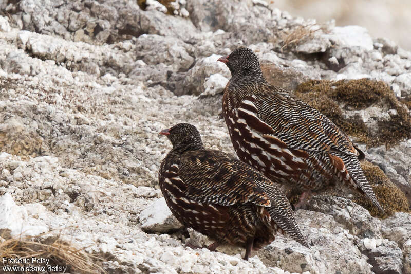 Snow Partridge