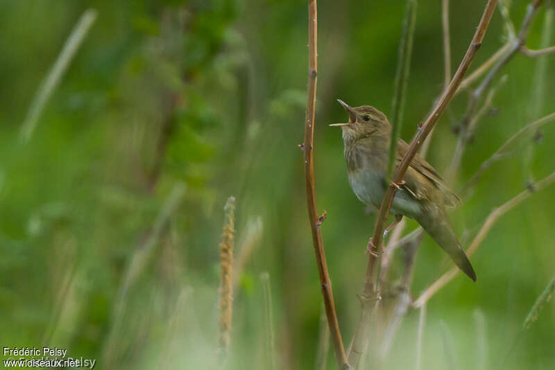 River Warbler male adult breeding, habitat, song