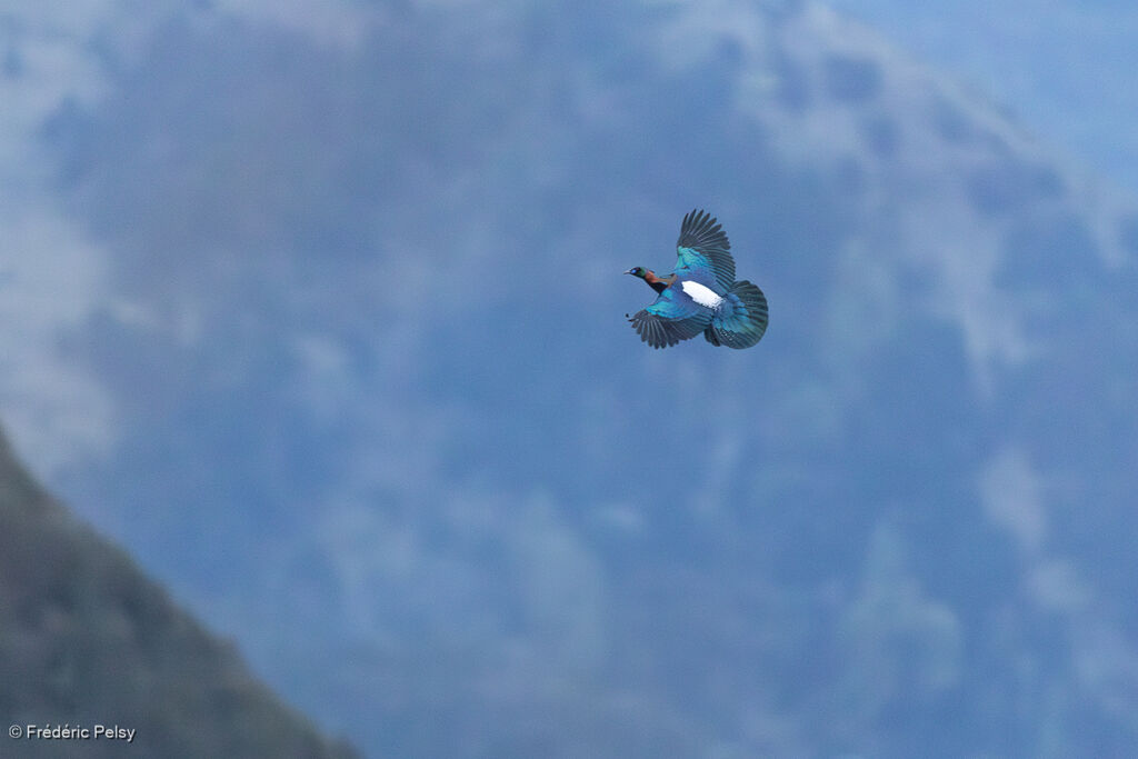 Lophophore de Lhuys, Vol