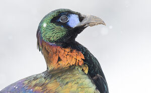 Lophophore de Lhuys