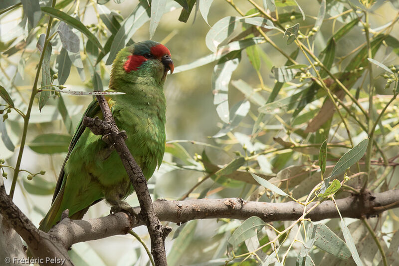 Musk Lorikeetadult