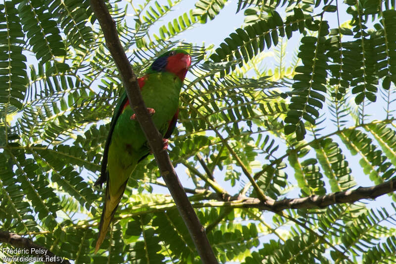 Red-flanked Lorikeet male adult, habitat