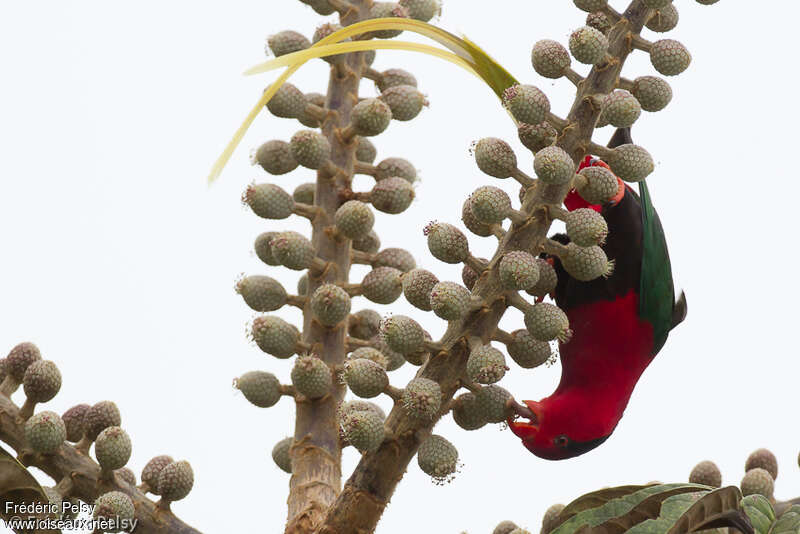 Stella's Lorikeetadult, feeding habits, Behaviour