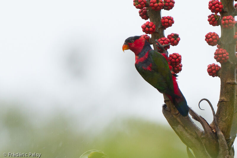 Black-capped Loryadult