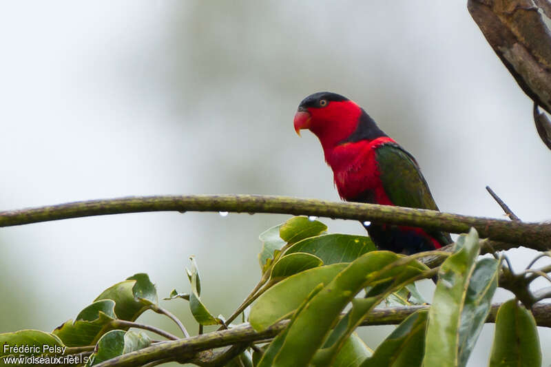 Black-capped Loryadult