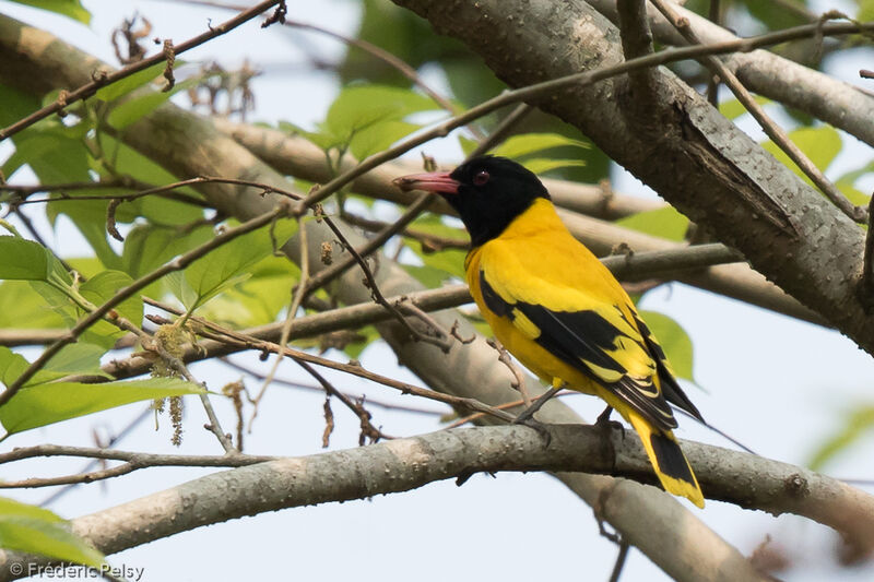 Black-hooded Oriole male adult