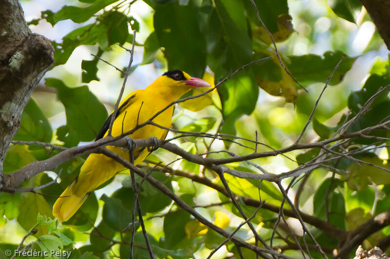 Black-naped Orioleadult