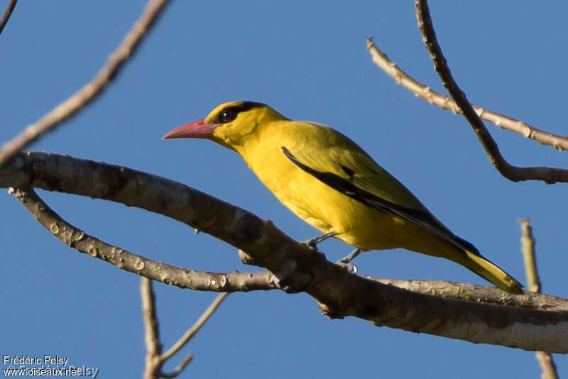 Black-naped Oriole male adult post breeding, identification