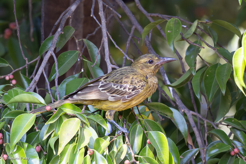 Loriot verdâtreimmature