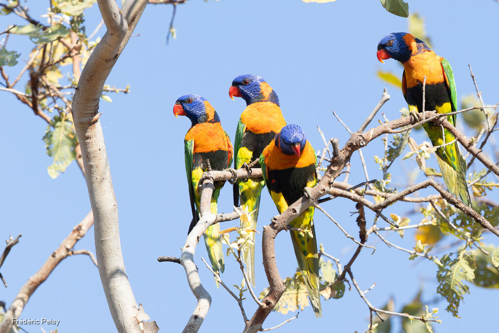 Loriquet à col rouge