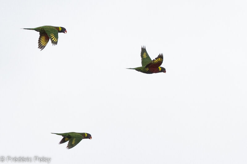 Coconut Lorikeet