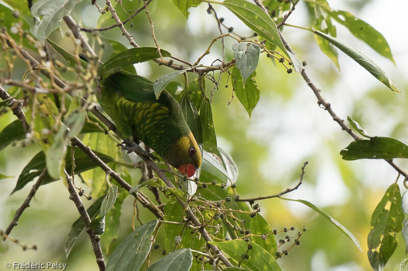 Yellow-cheeked Lorikeetadult, feeding habits